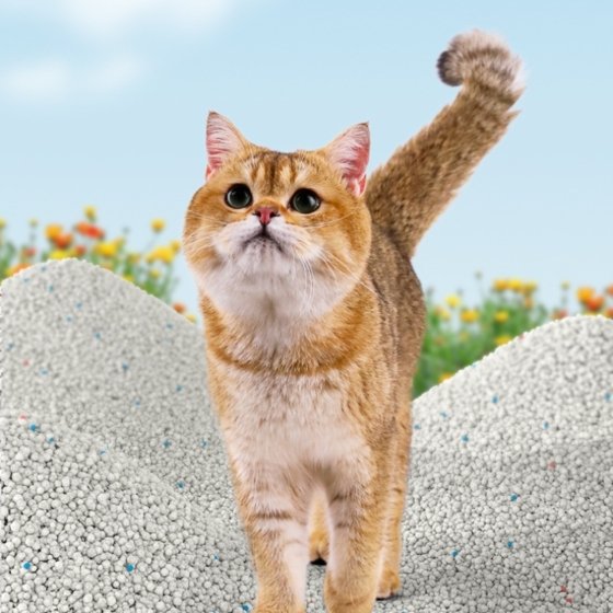 Bentonite cat litter