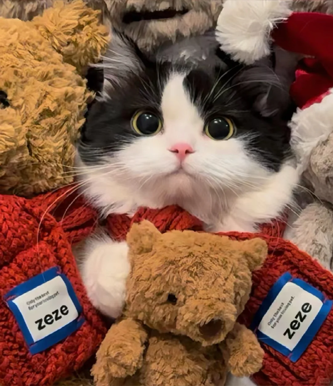 🐾 Luna's Big Litter Adventure: A Cat's Quest for the Purrfect Litter 🐾