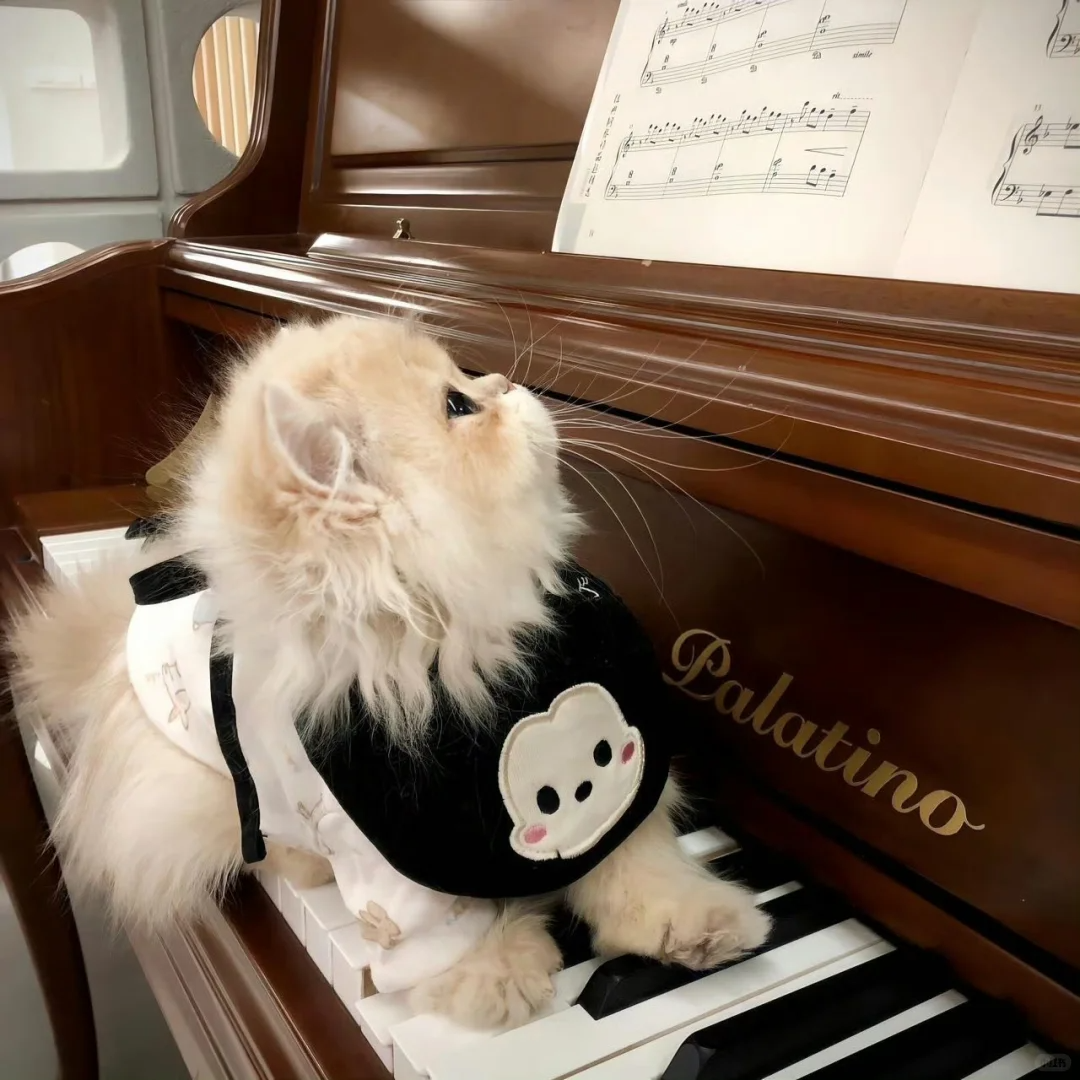 Understanding Cat Litter: A Guide for Cat Owners 🐱