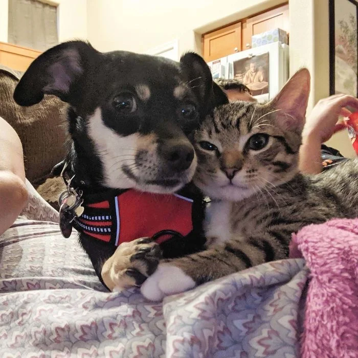  - About cat litter - 1