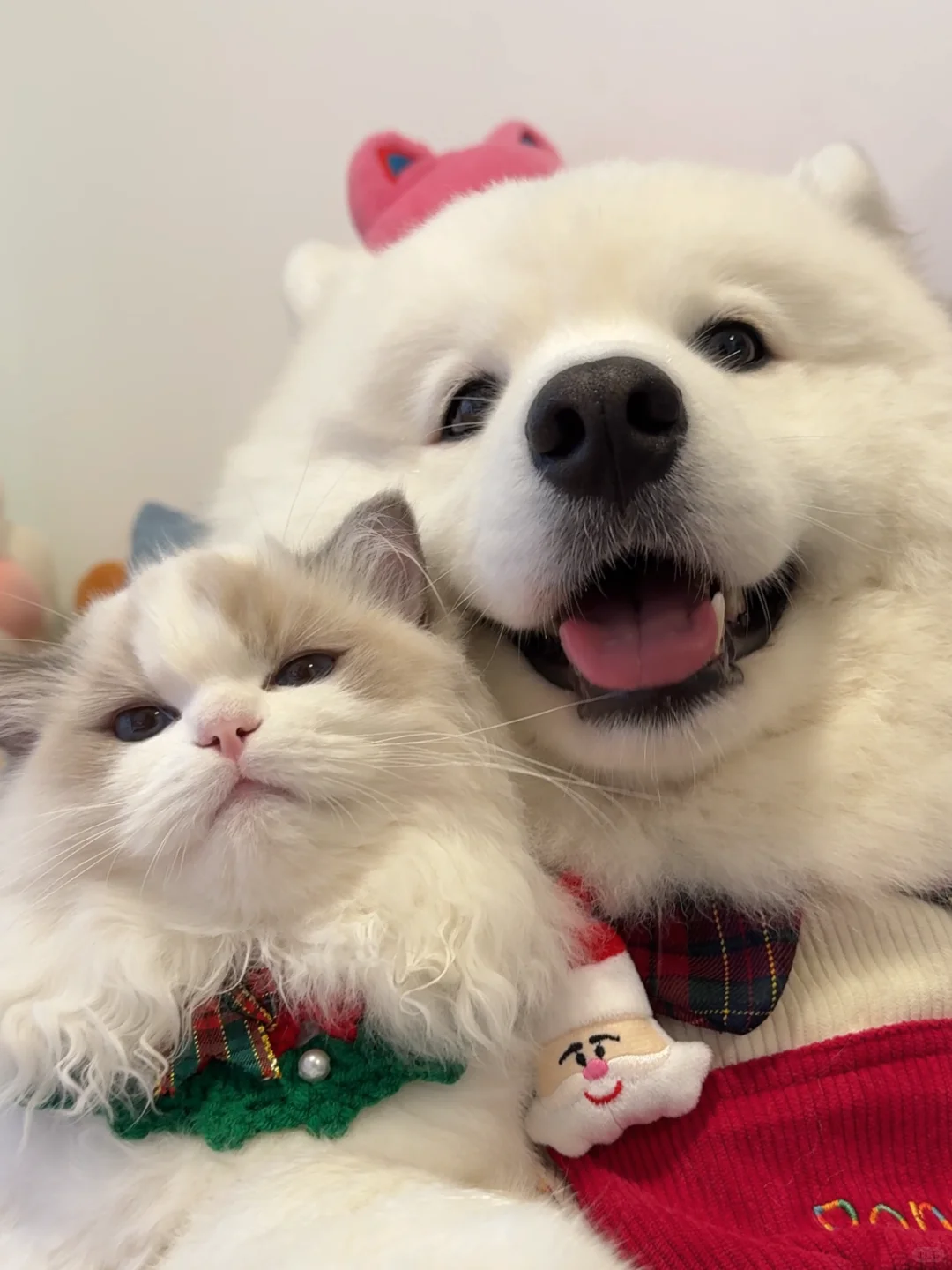  - About cats' health,life and mood - 1