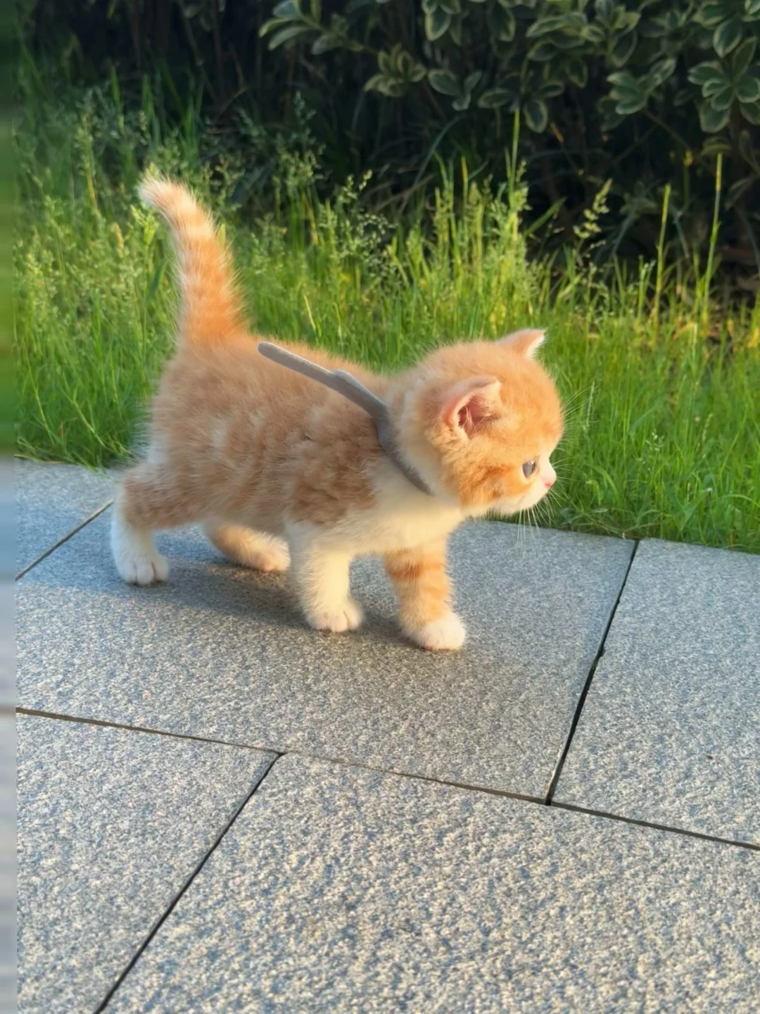 Understanding Your Cat: Solving Behavioral Issues and Building a Strong Relationship