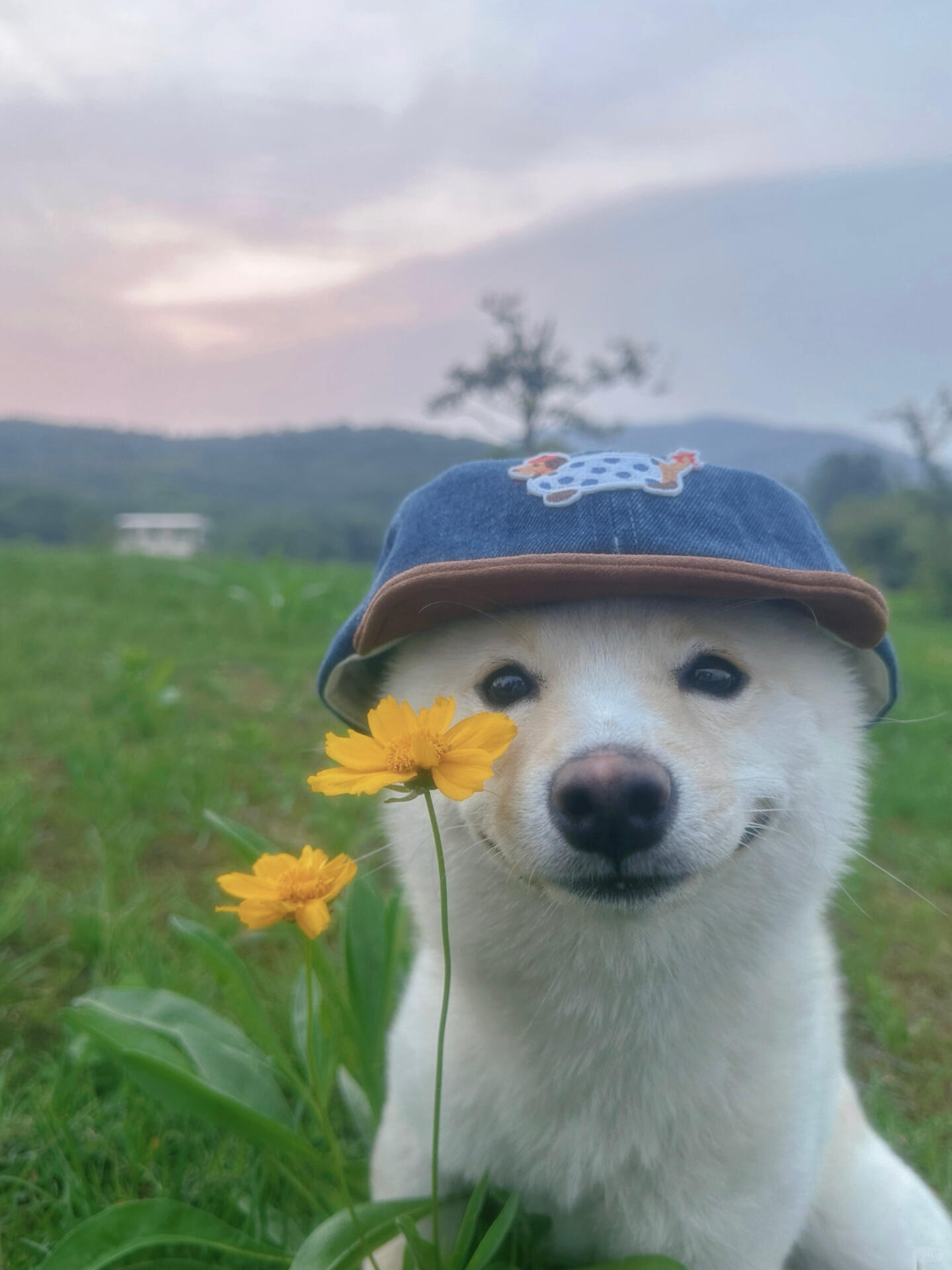 Pet Raincoat: Keeping Your Furry Friends Dry and Happy