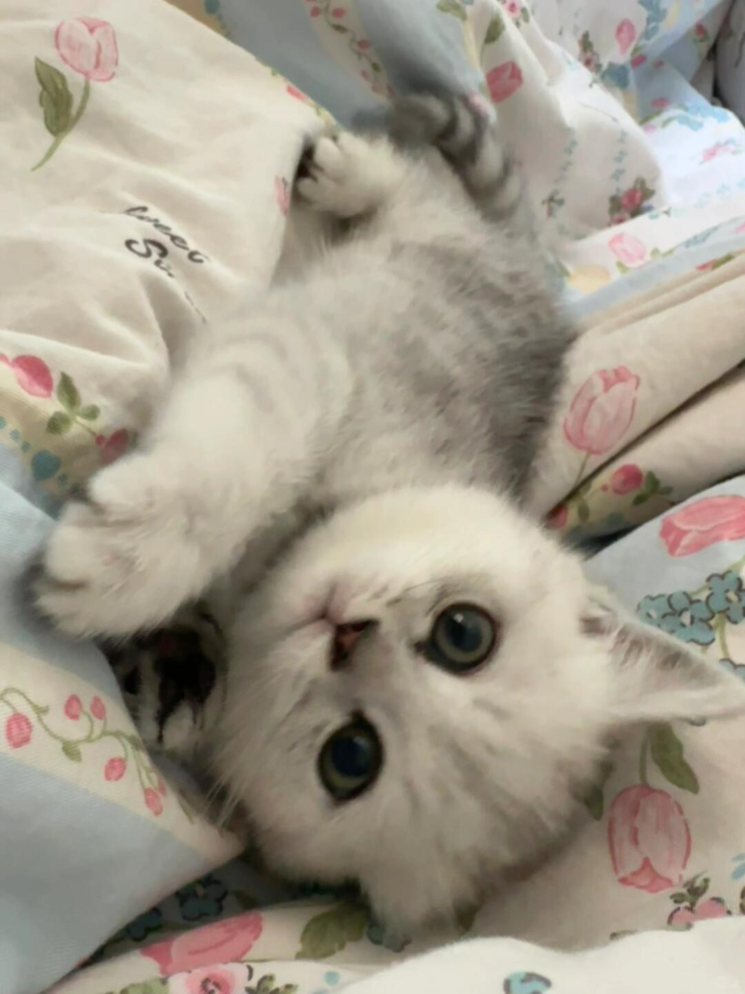 Pet Jacket: Keeping Your Furry Companion Protected and Stylish