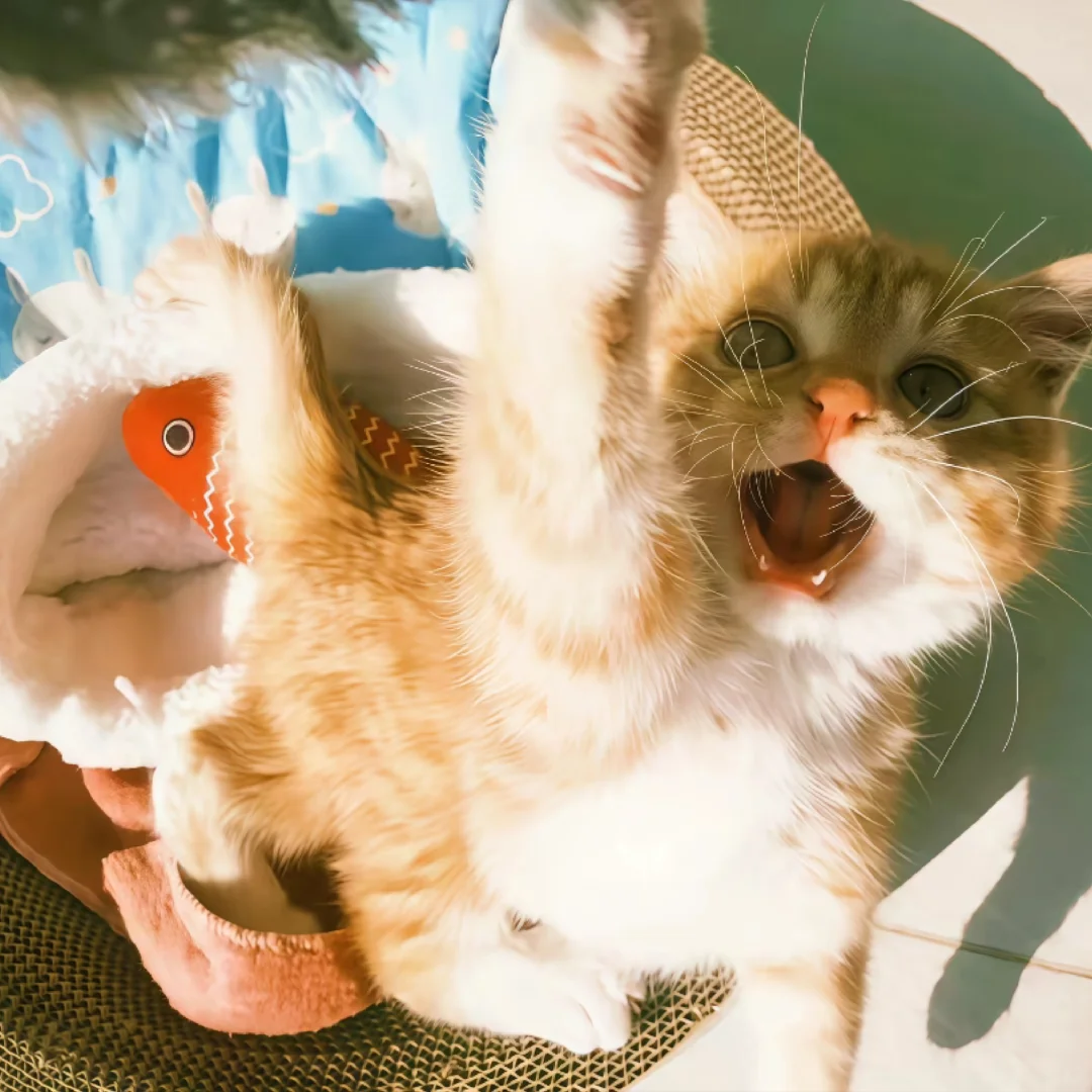 Cat’s Hygiene Habits: Essential for Health and Happiness