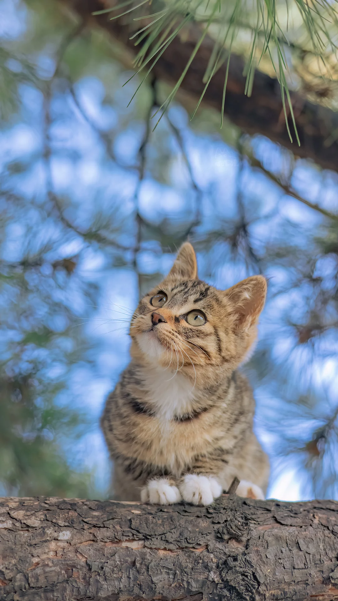 Covered Litter Box: Privacy, Cleanliness, and Comfort for Cats