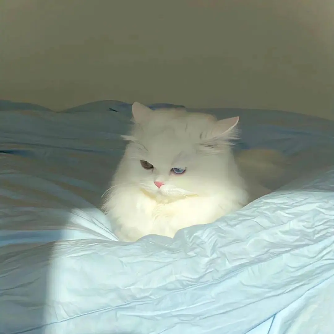 Colored Cat Litter: Style, Function, and Health Insights for Modern Cat Owners