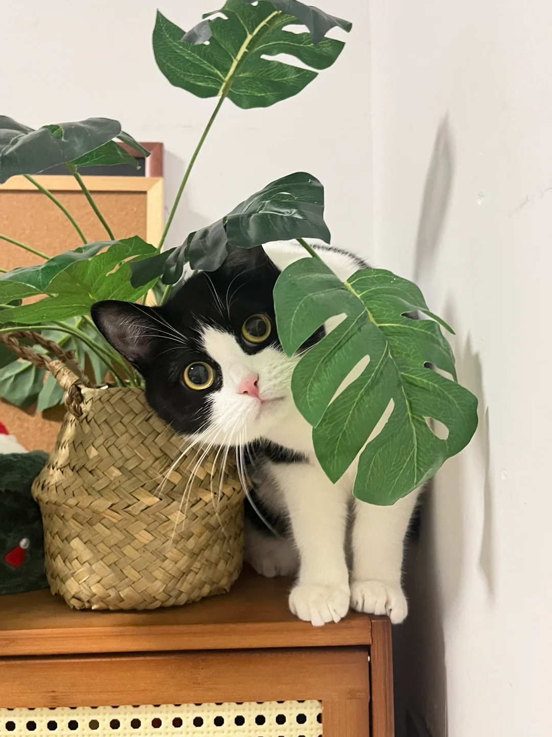 Flushable Cat Litter: Convenience and Care for the Environment