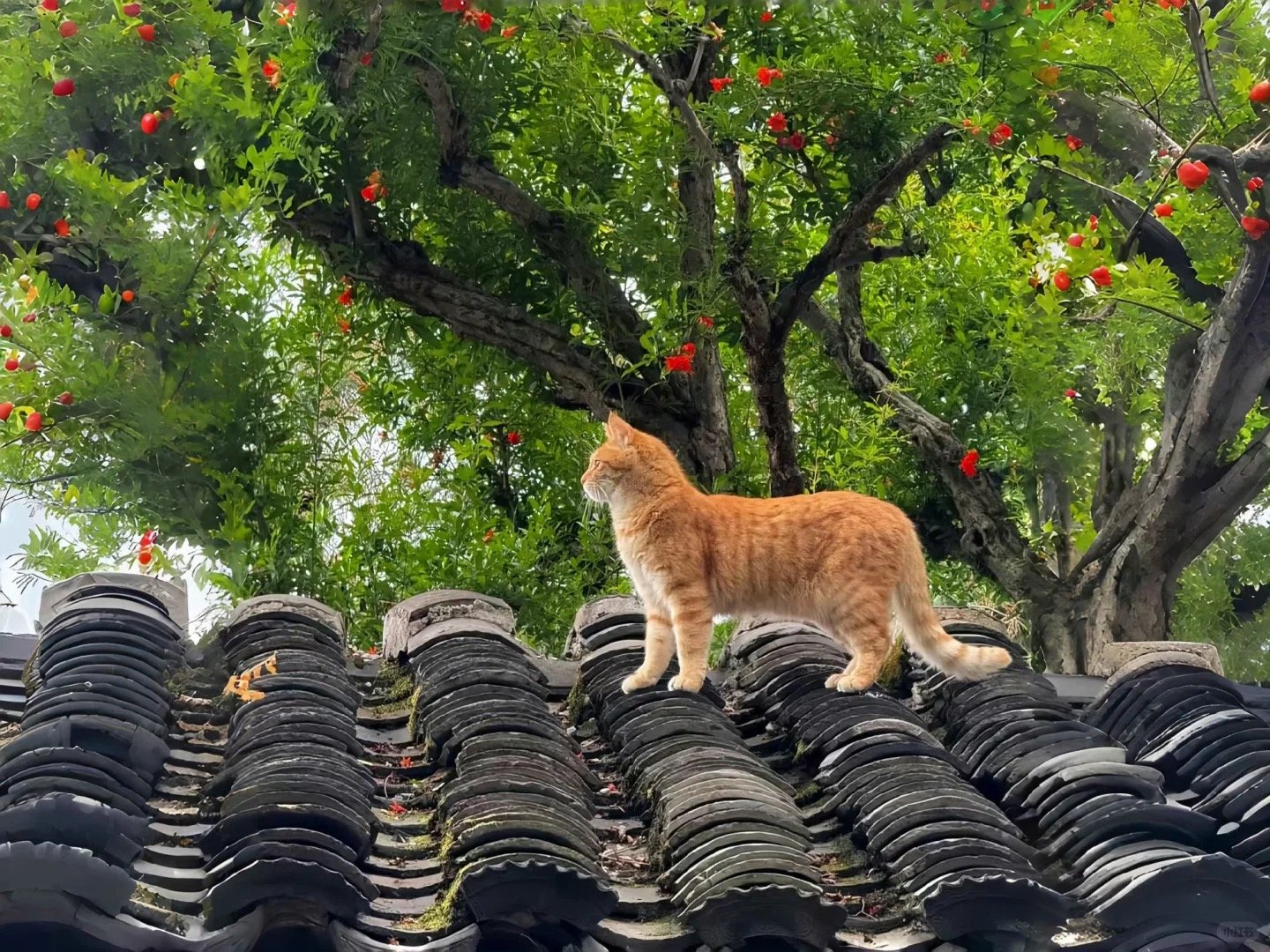 Cat Litter Wholesale: A Growing Industry for Pet Care