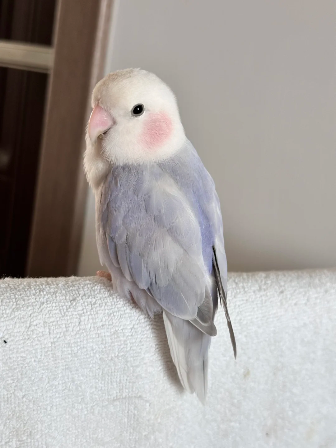 The Shiny-Feathered Baby Bird 🐦✨: A Journey of Growth and Wonder