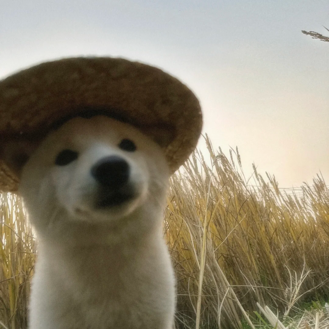 Pet Travel Accessories: Essential Gear for Your Pet's Journey