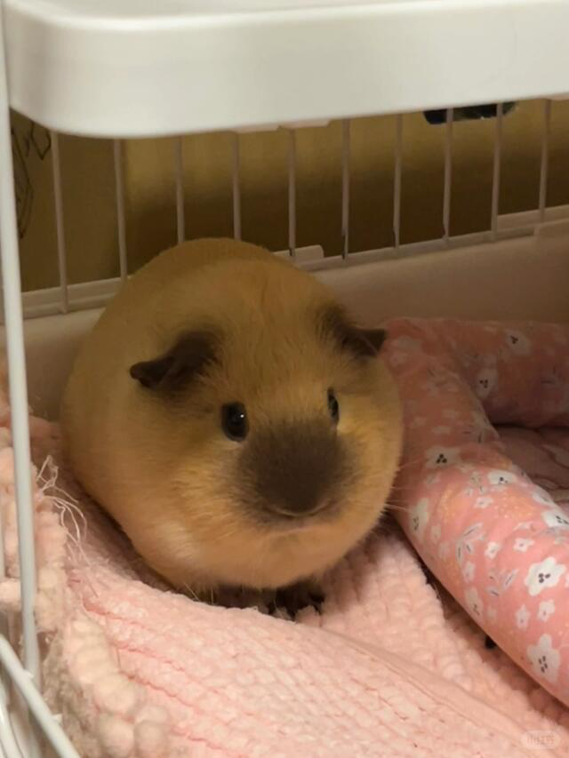 Guinea Pig: The Perfect Small Pet Companion