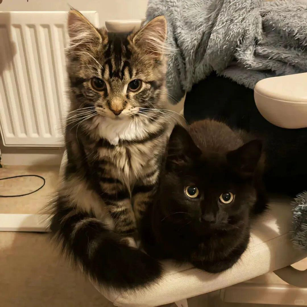 Covered Litter Box: Privacy and Cleanliness for Your Feline Friend