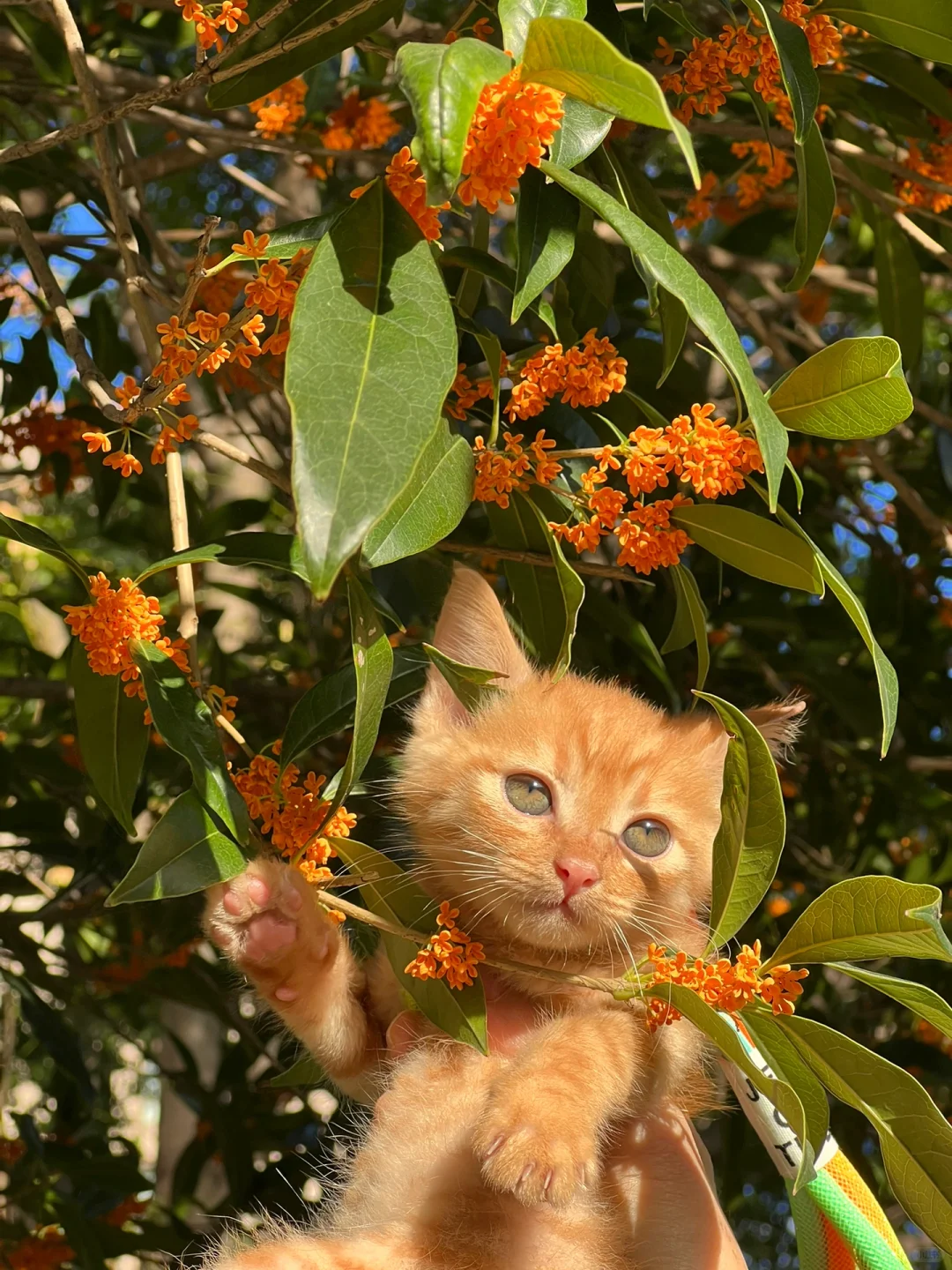 Fluffy Little Kitten 🐱✨: A Tiny Ball of Joy and Wonder