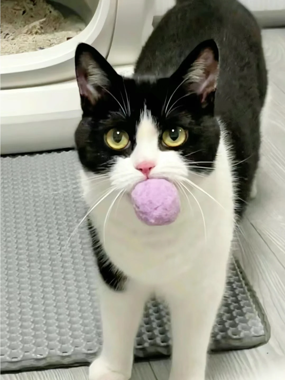 Kitten Food: Essential Guide to Nourishing Your Growing Feline