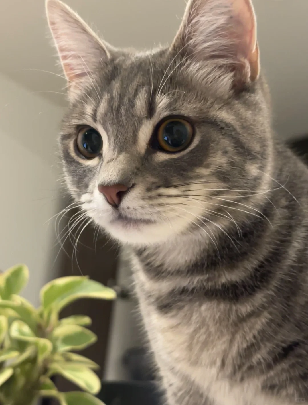 Nail Trimming: Essential Guide to Safe and Stress-Free Kitten Paw Care