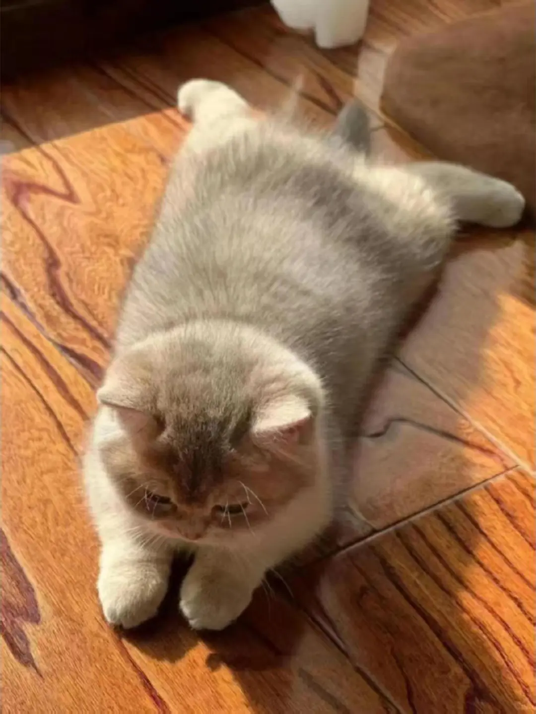 Hide and Seek: The Natural Game That Benefits Your Kitten's Development