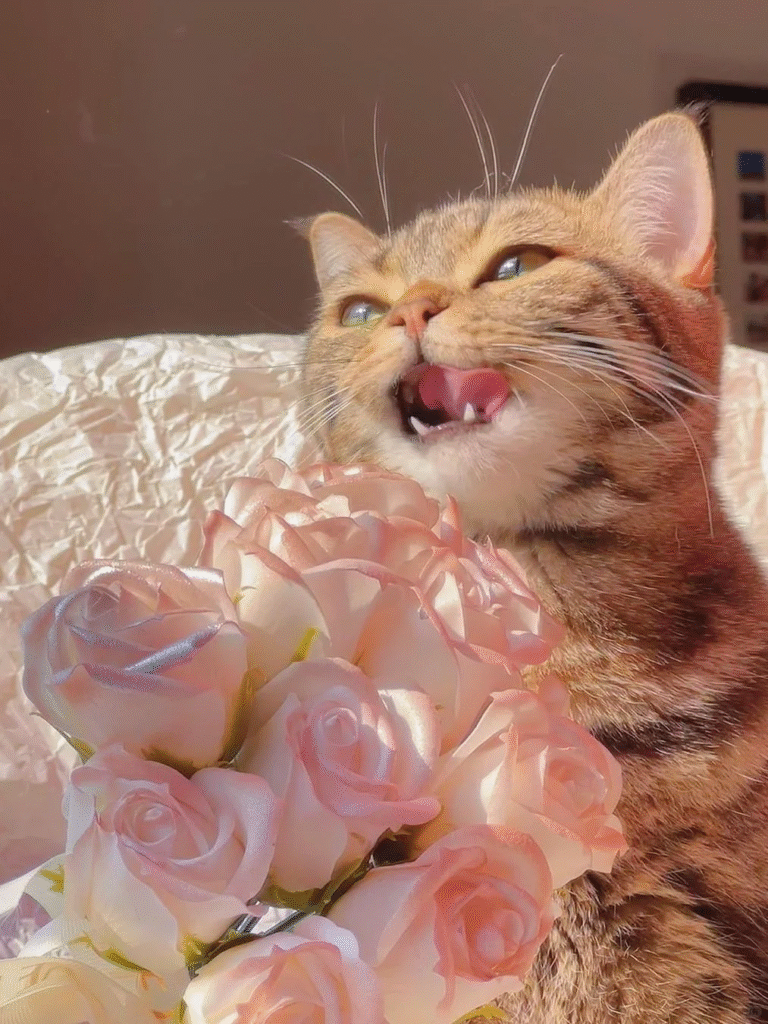 Cat Scratcher: An Essential Tool for Every Cat Owner 7571778660757 .pic hd