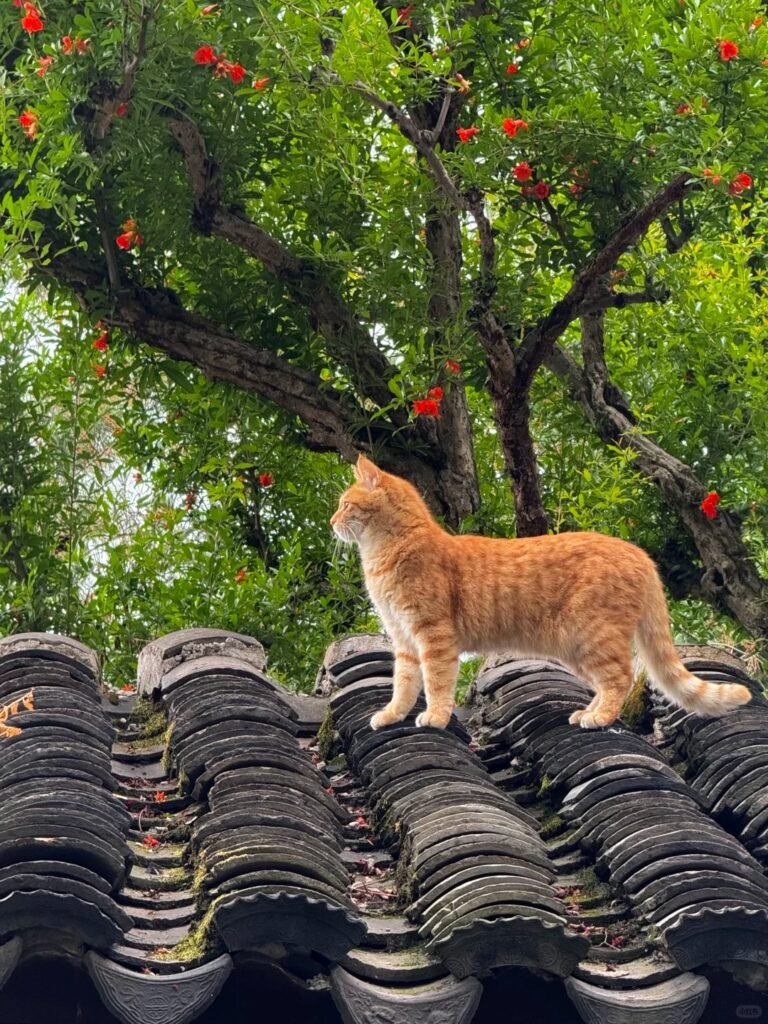 Catnip: The Magical Herb That Drives Cats Wild 7591778660809 .pic