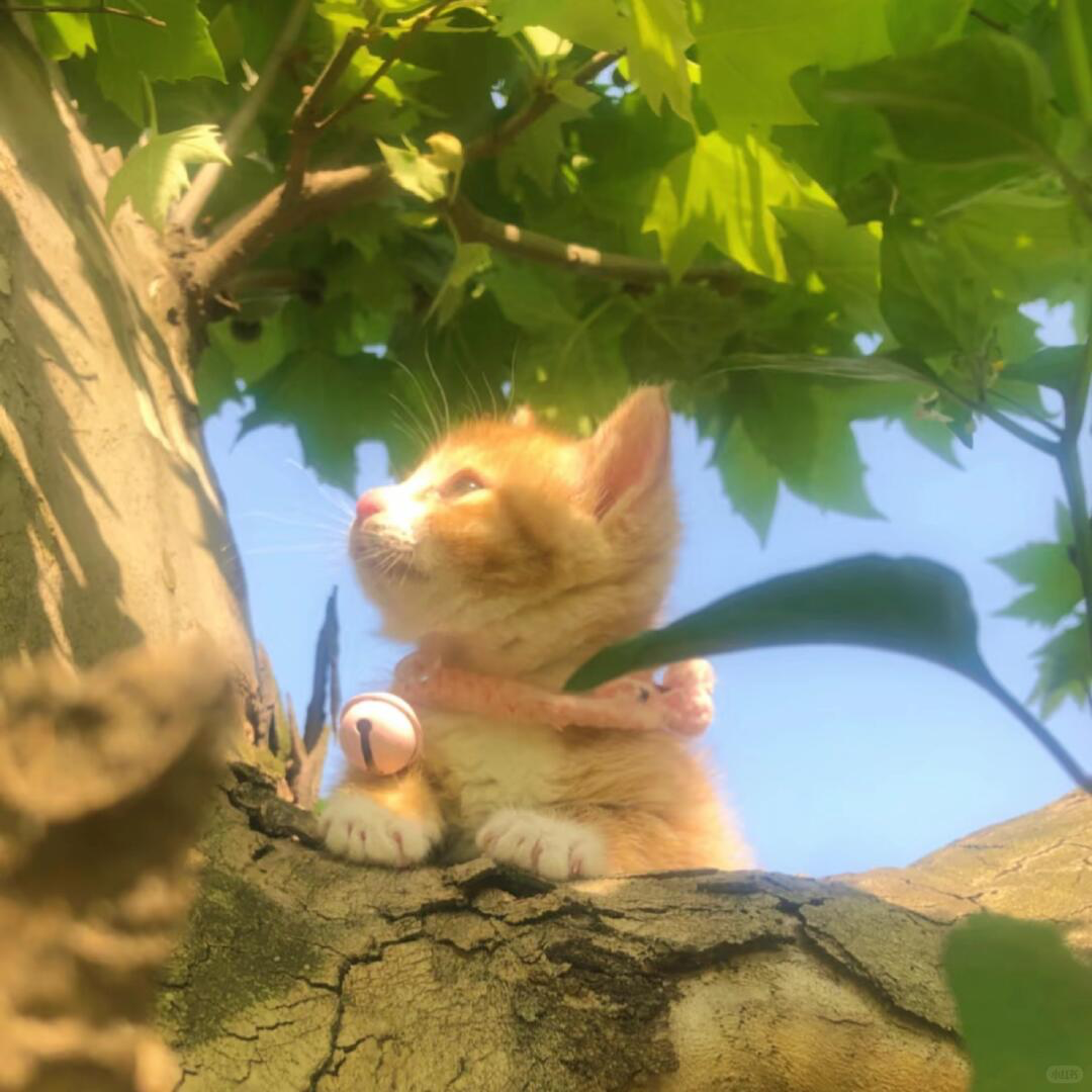 Changing the Litter: A Guide to Keeping Your Cat’s Environment Clean and Healthy